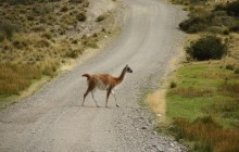 http://www.habiafrica.de/wp/wp-content/uploads/2012/05/Guanacos-auf-der-Piste_1.jpg