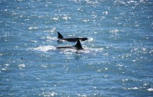 http://www.habiafrica.de/wp/wp-content/uploads/2012/05/Orcas-vor-der-Peninsula-Valdes_1.jpg