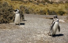 http://www.habiafrica.de/wp/wp-content/uploads/2012/05/Pinguine-in-Punta-Tombo_1.jpg